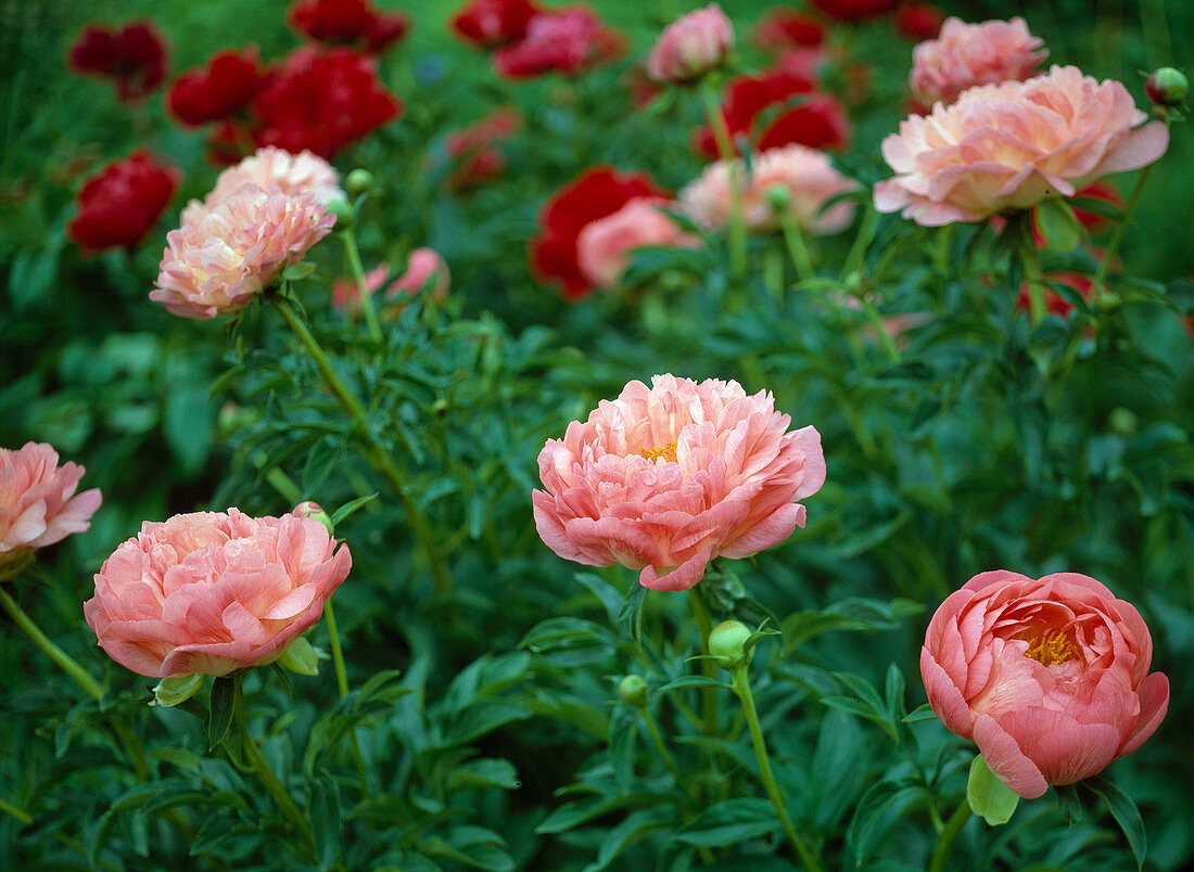 Paeonia 'Coral Sunset'