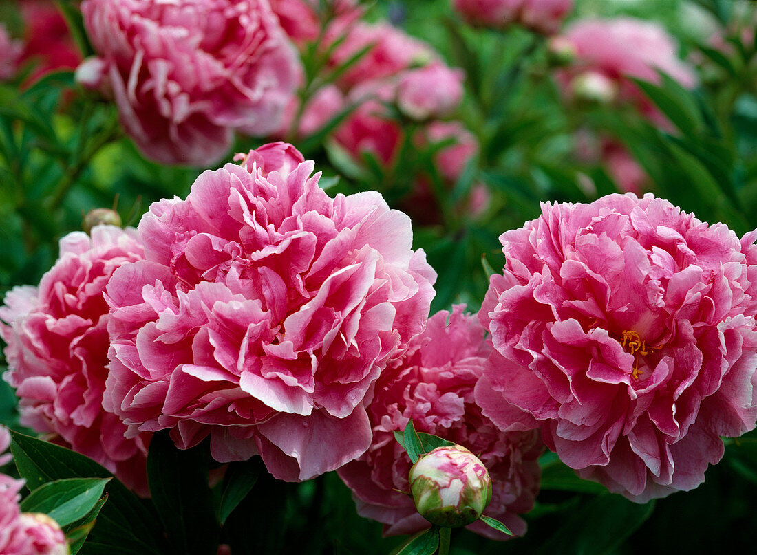 Paeonia lactiflora hybr. 'Dr. Alexander Fleming'