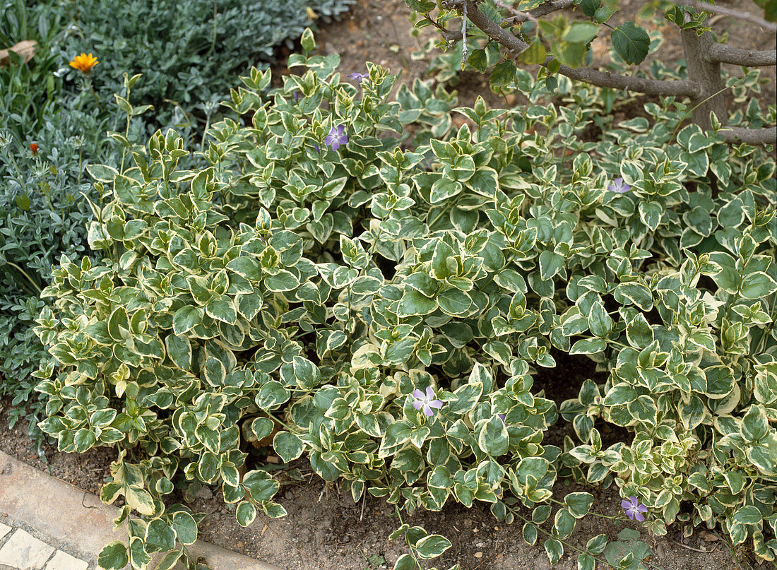 Vinca major 'Variegata'