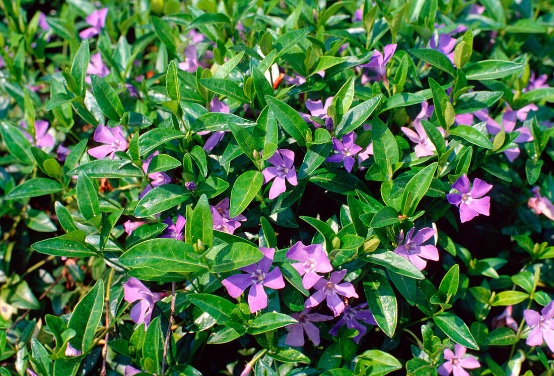 Vinca minor