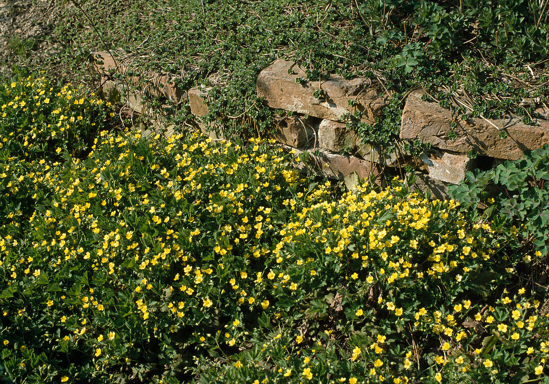 Waldsteinia TERNATA