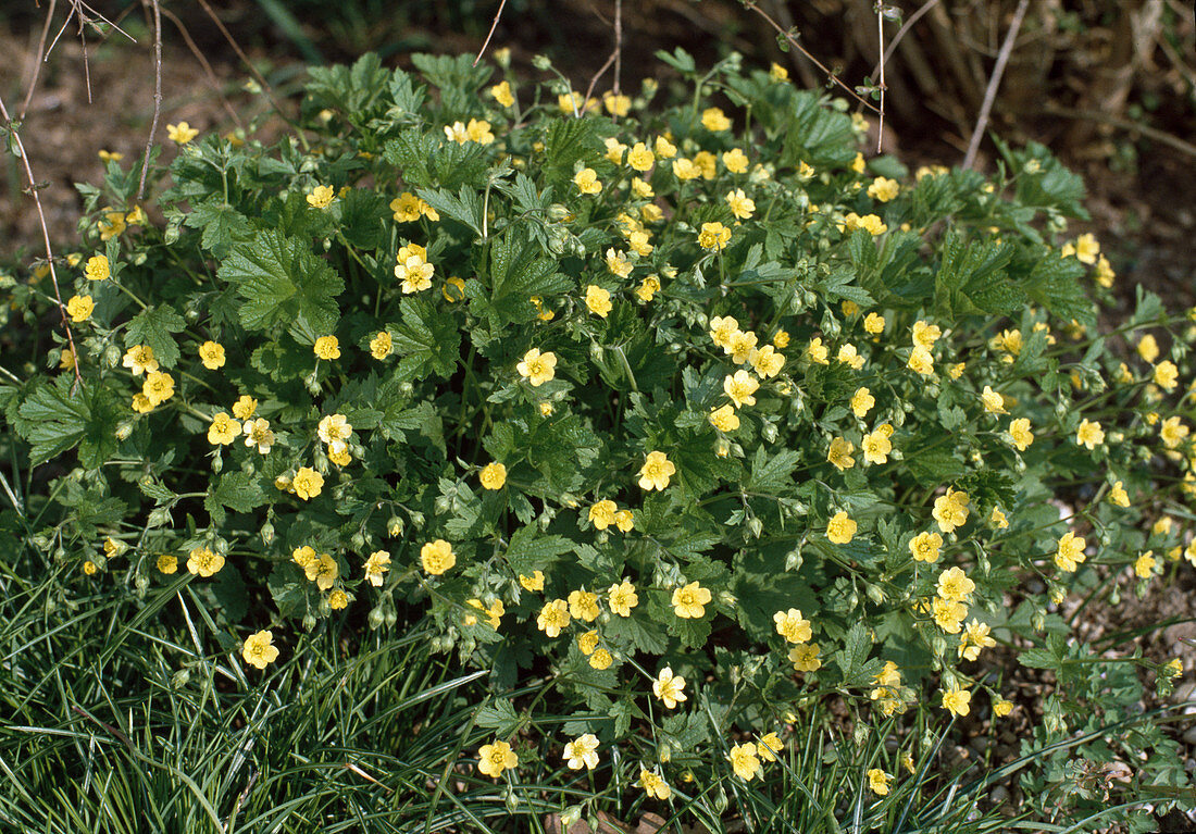 Waldsteinia geoides