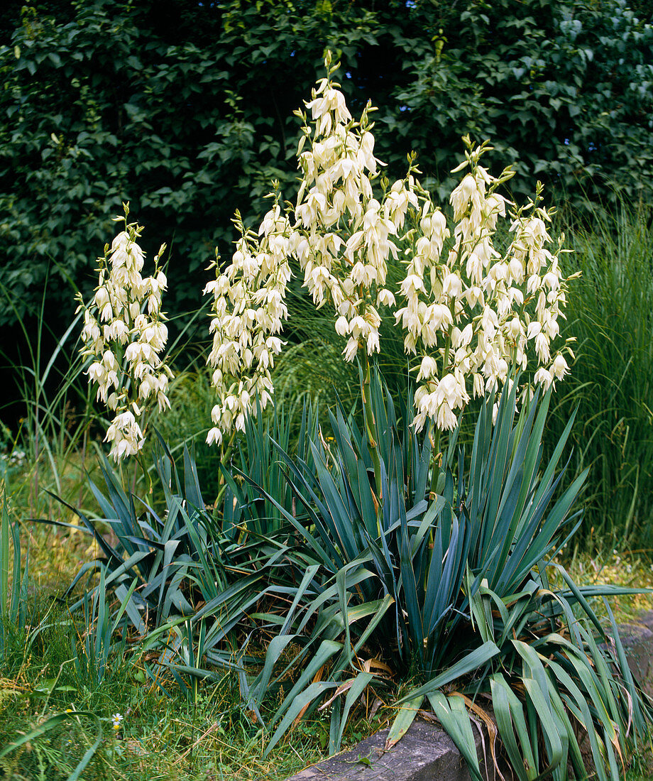 Yucca filamentosa