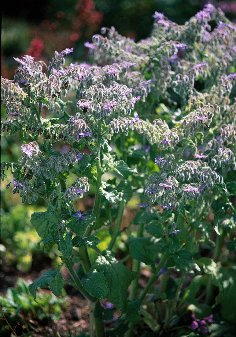 Borago officinalis (borage)