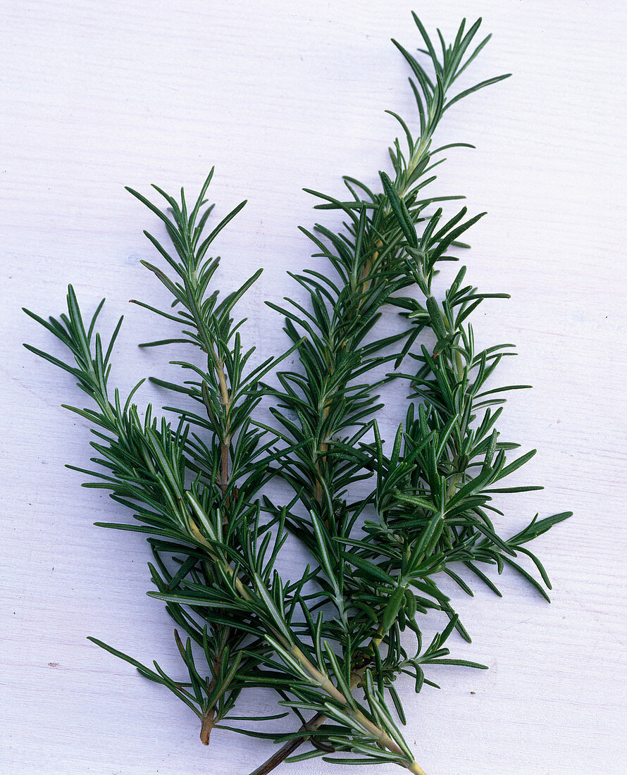 Rosmarinus officinalis (rosemary)