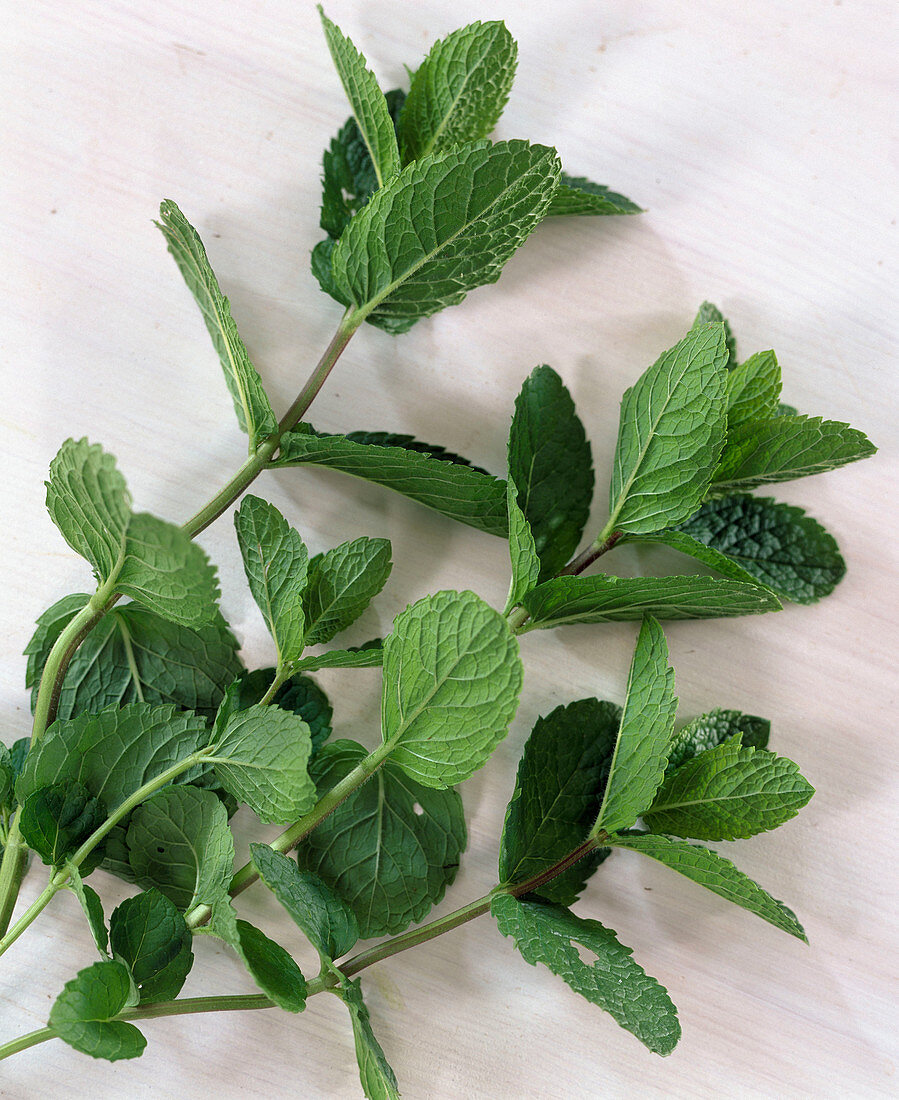 Englische Minze, grüne Minze, Spearmint (Mentha spicata)