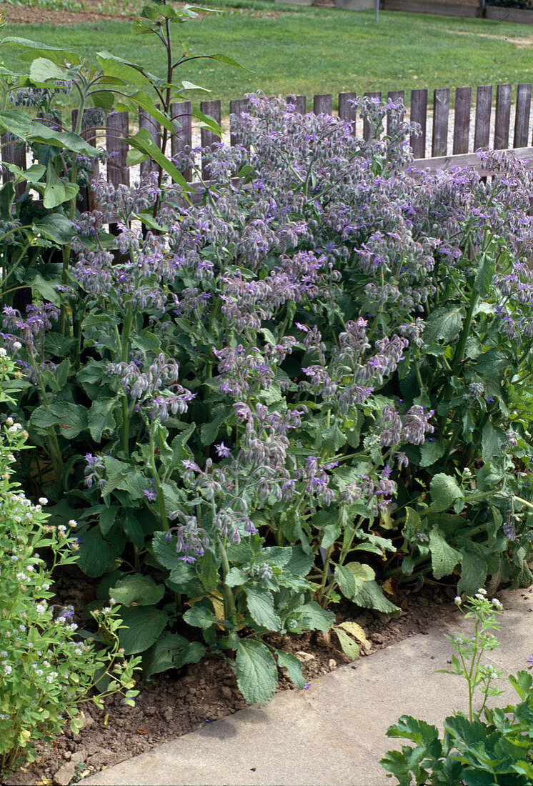 Borage