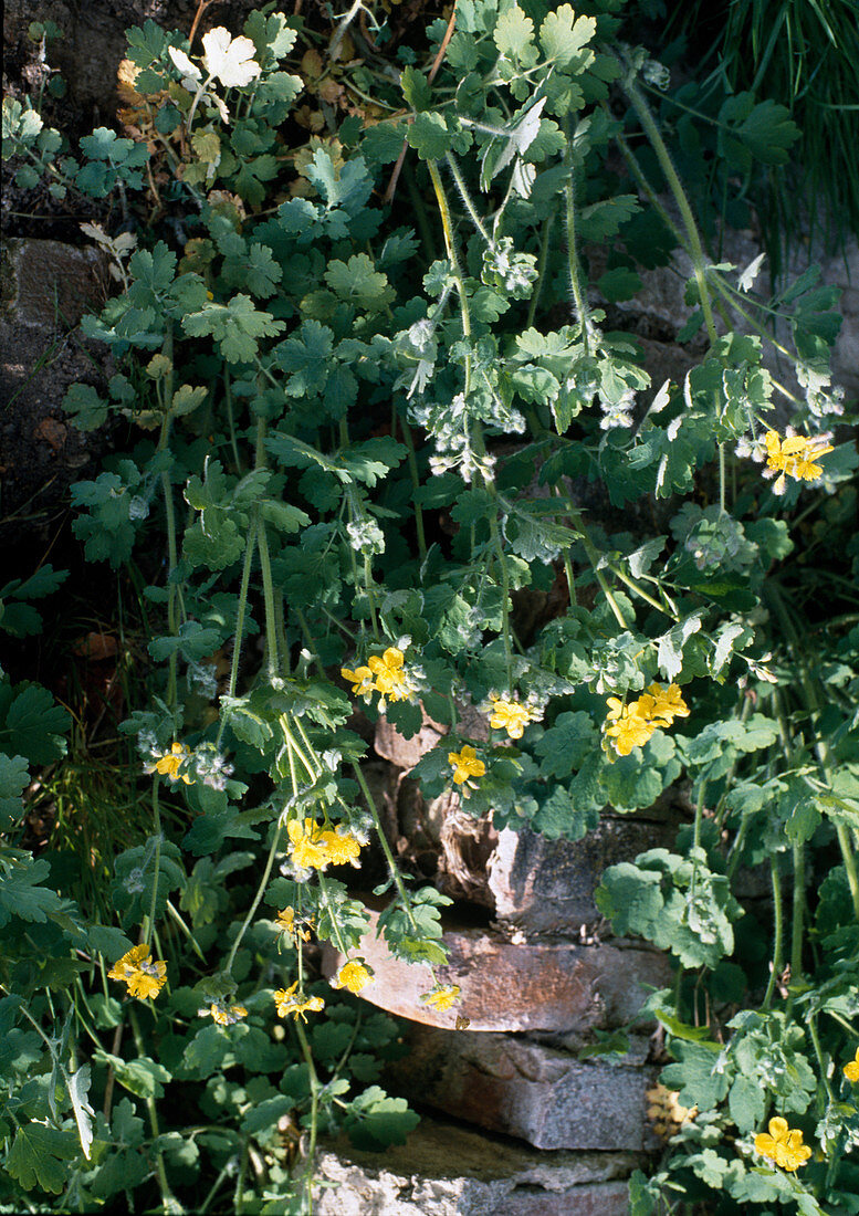 Celandine (Chelidonium majus)