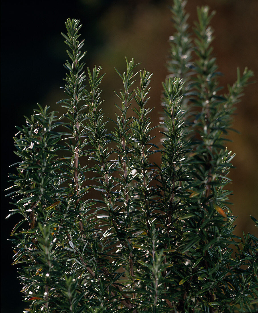 Rosmarinus officinalis