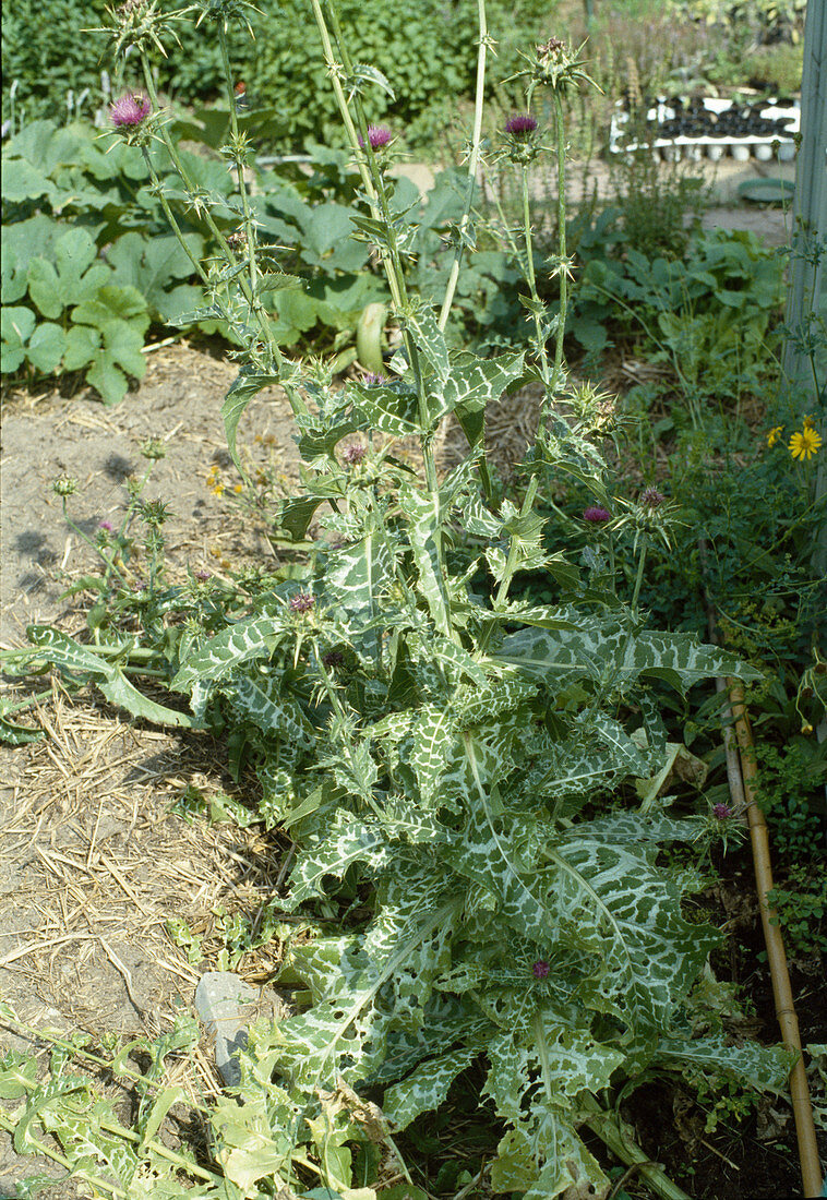 Silybum marianum