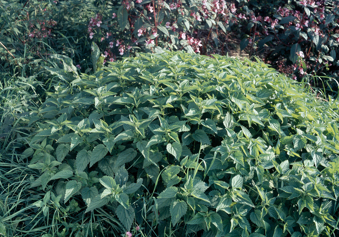 Urtica dioica