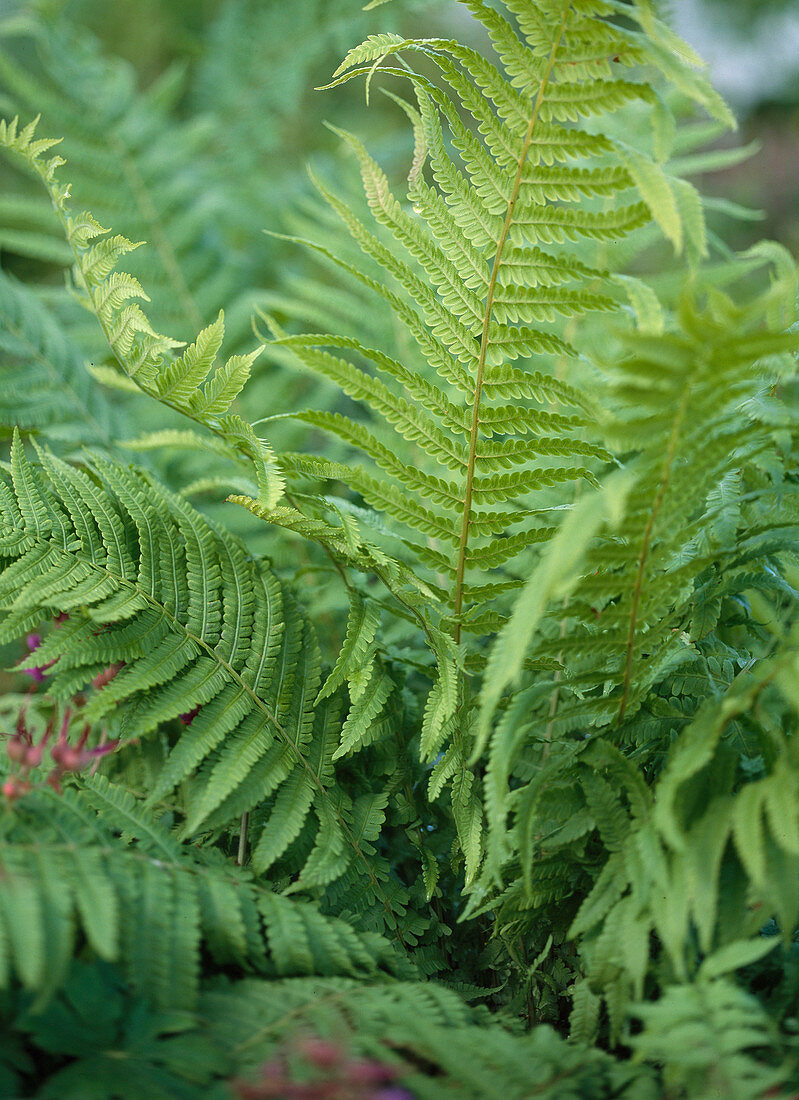 Matteuccia struthiopteris (Straußfarn)