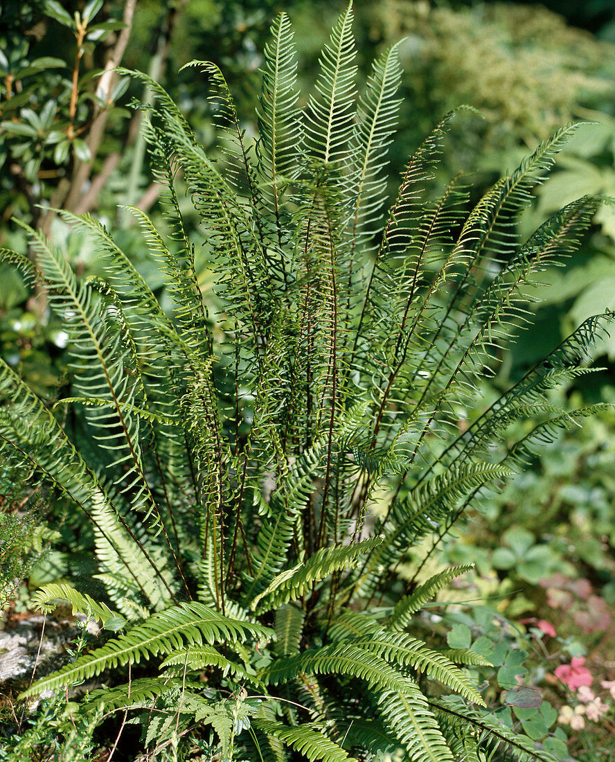 Blechnum spicant