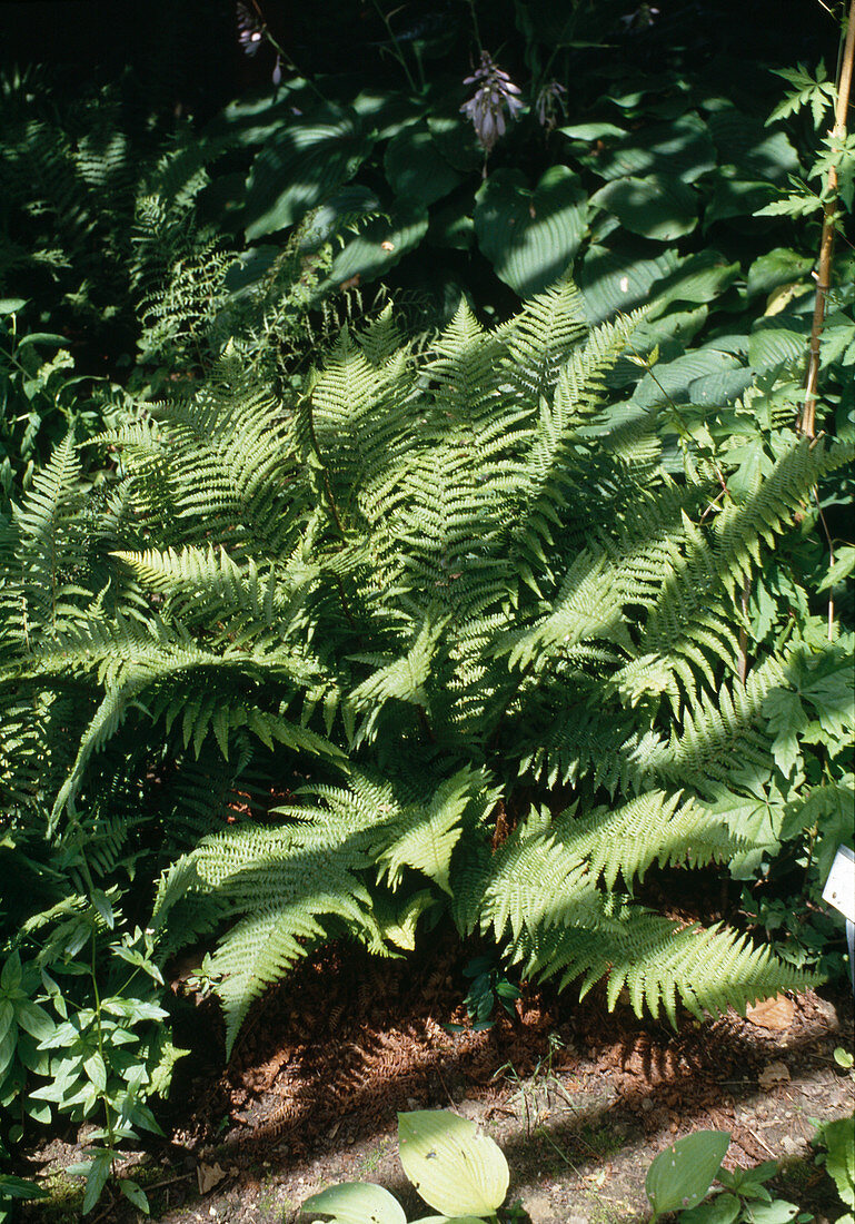 Dryopteris borreri