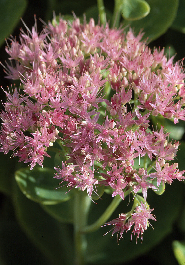 Sedum spectabile