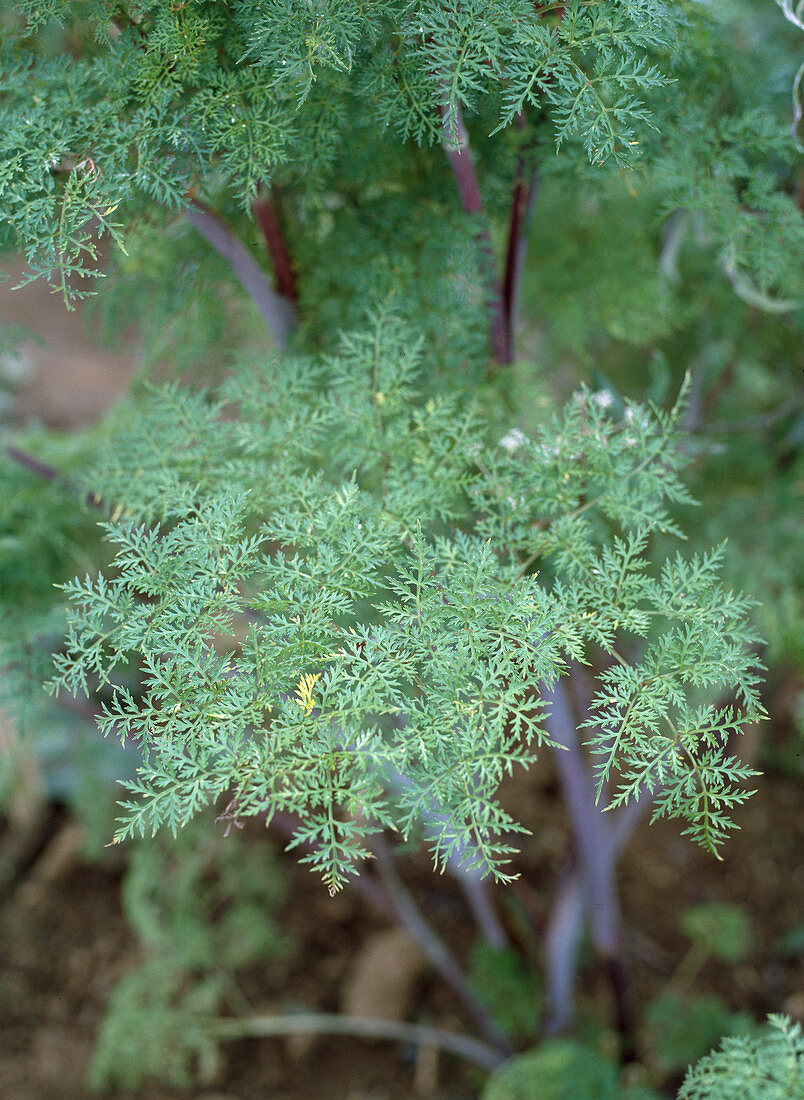 Selinum tenuifolium