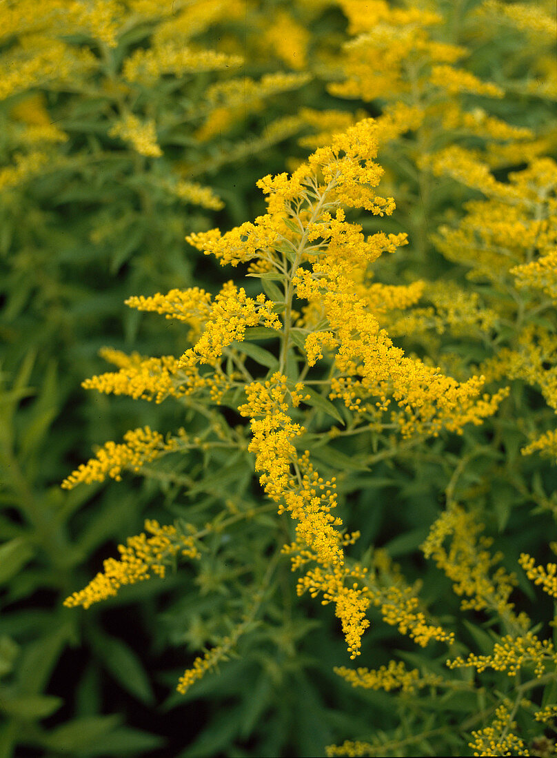 Solidago 'Goldenmosa'