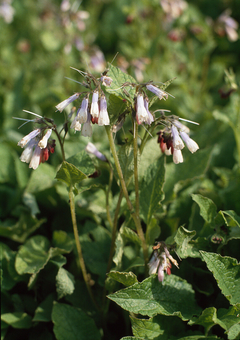 Symphytum grandiflorum