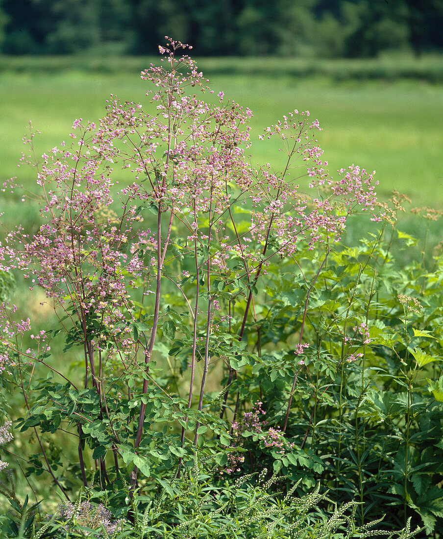 Thalictrum rochebrunianum