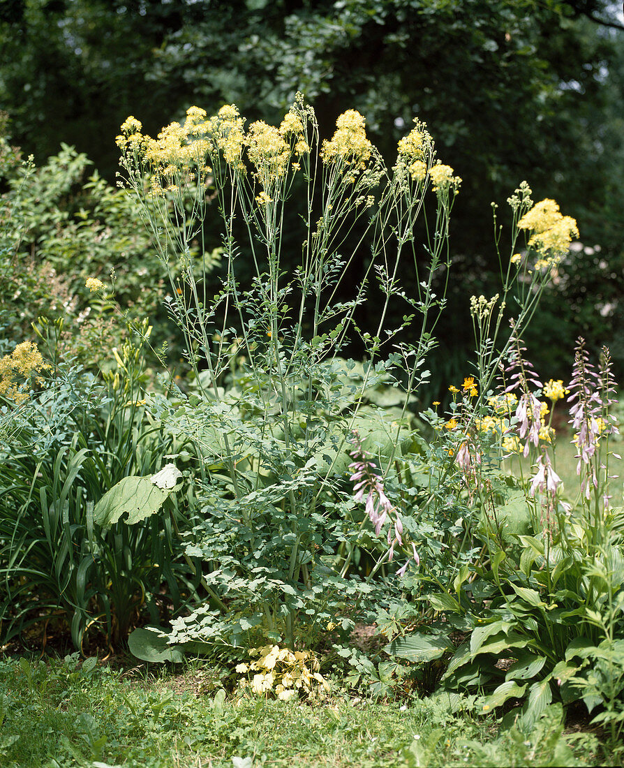 Thalictrum flavum