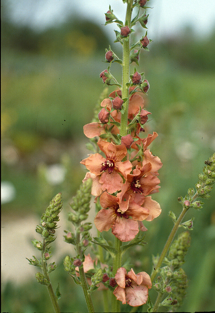 Verbascum densiflorum hybr.