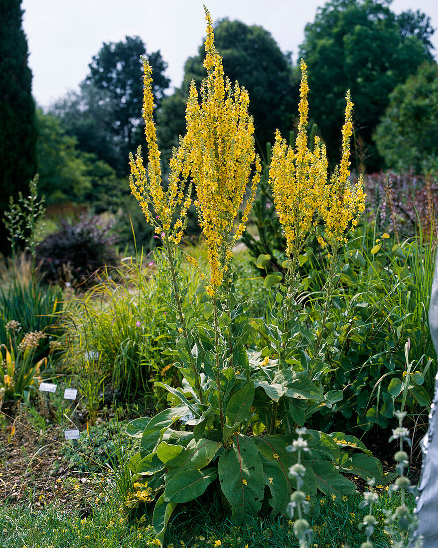 Verbascum nigrum hybride