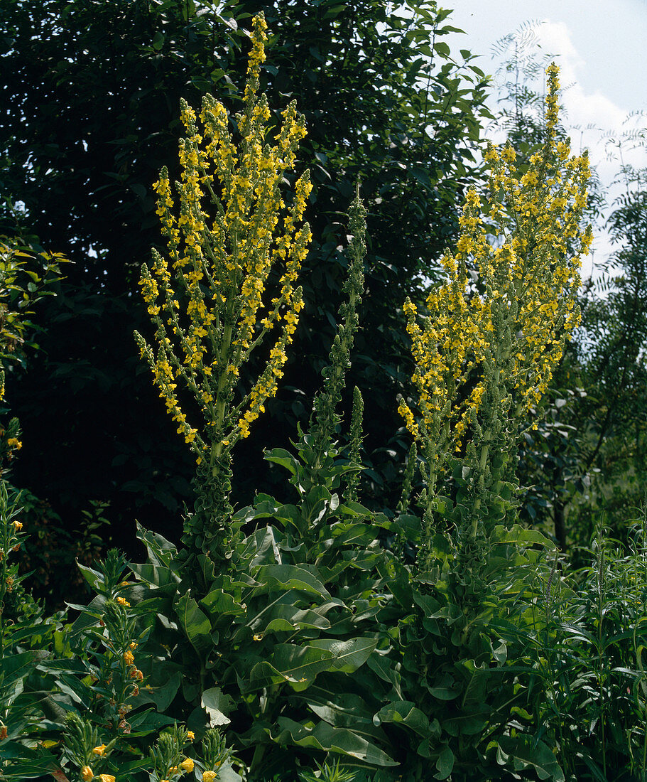 Verbascum olympicum