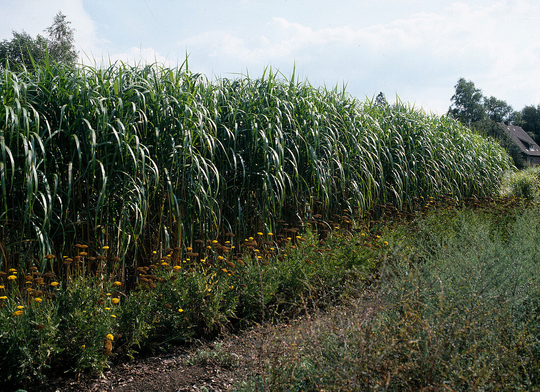 Miscanthus japonicus