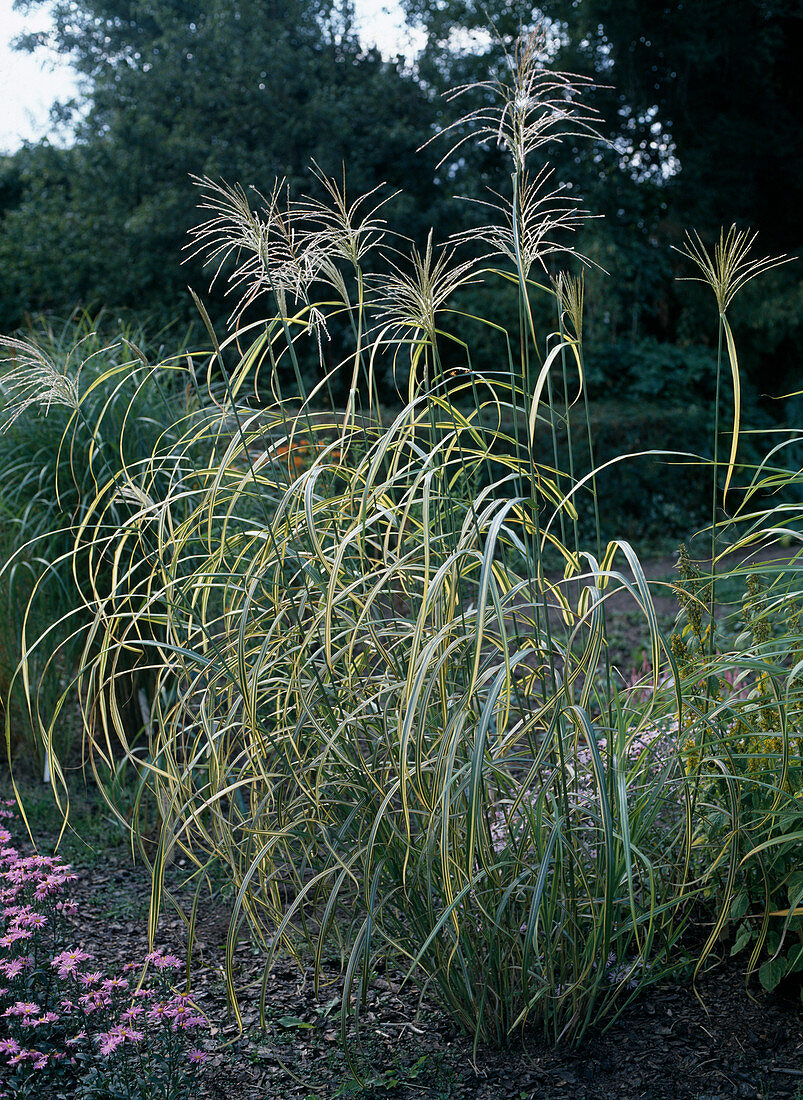 Miscanthus sinensis