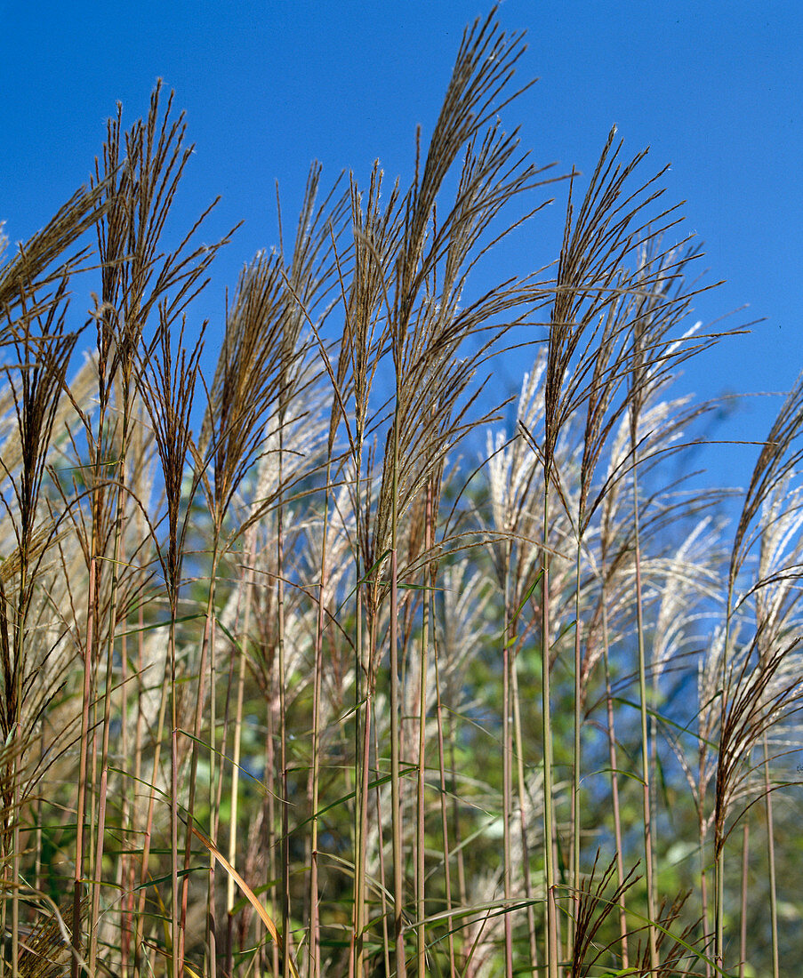 Miscanthus sinensis