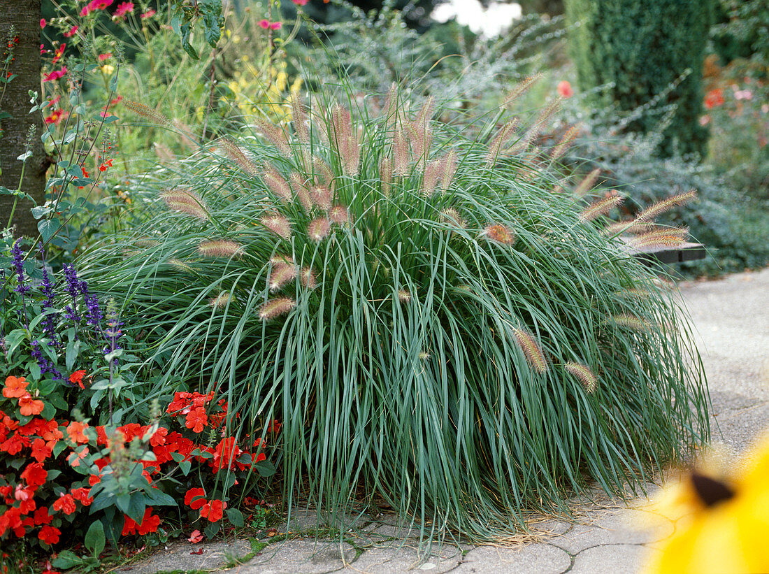 Pennisetum Compressum