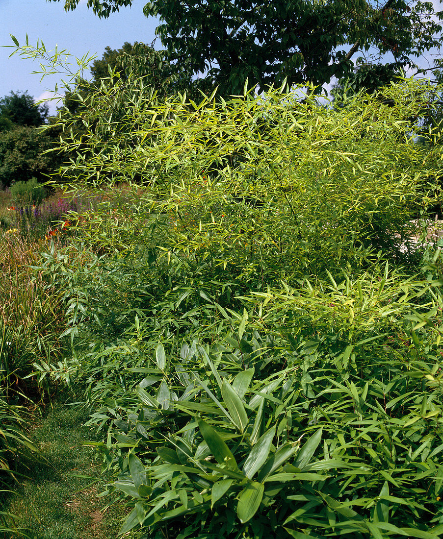 Phyllostachys nigrum