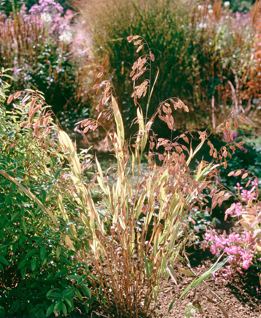 Stipa barbata