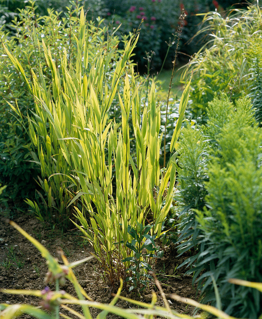 Uniola latifolia