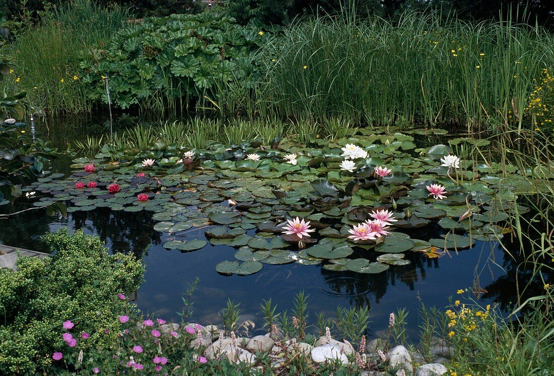 Pond with water lily 'Wesernixe', Pöstlingberg