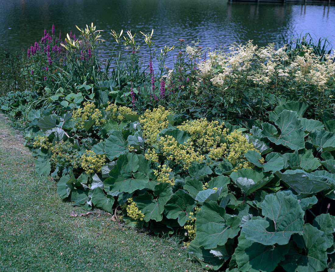 Riparian zone with Petasites japonica, Alchemilla mollis