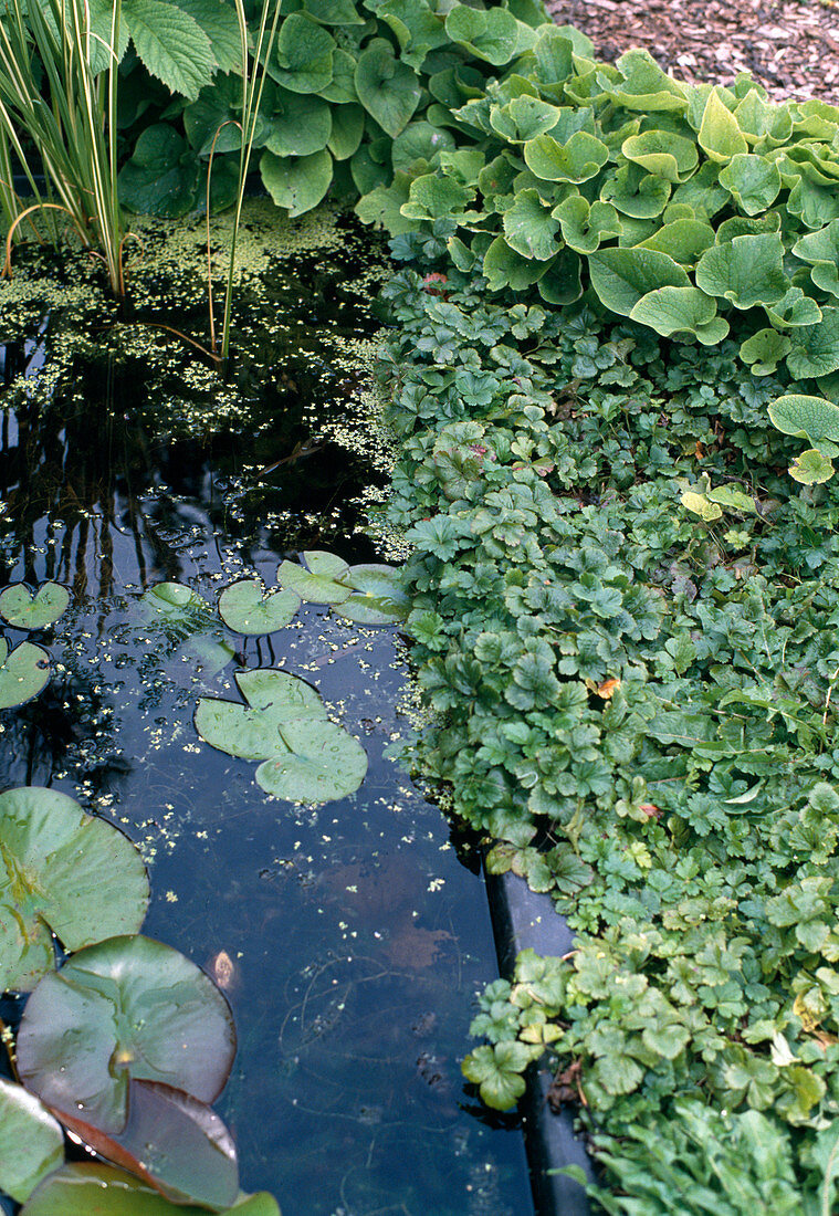 Border planting with Waldsteinia ternata