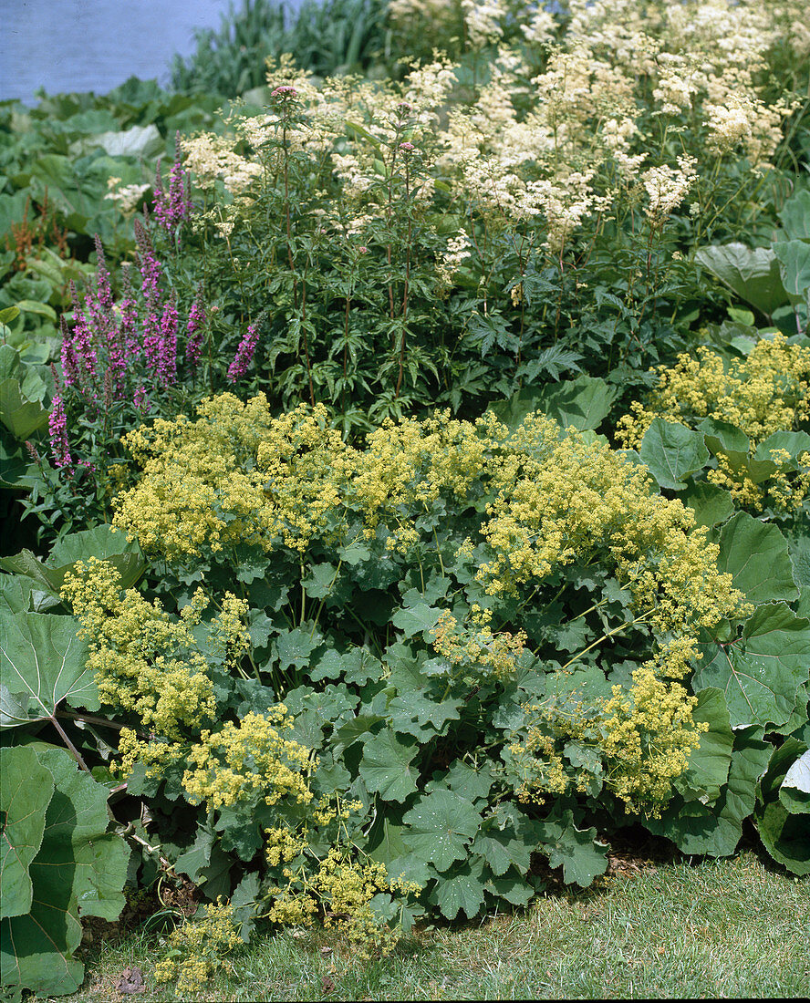 Alchemilla Mollis, Filipendula ulmaria