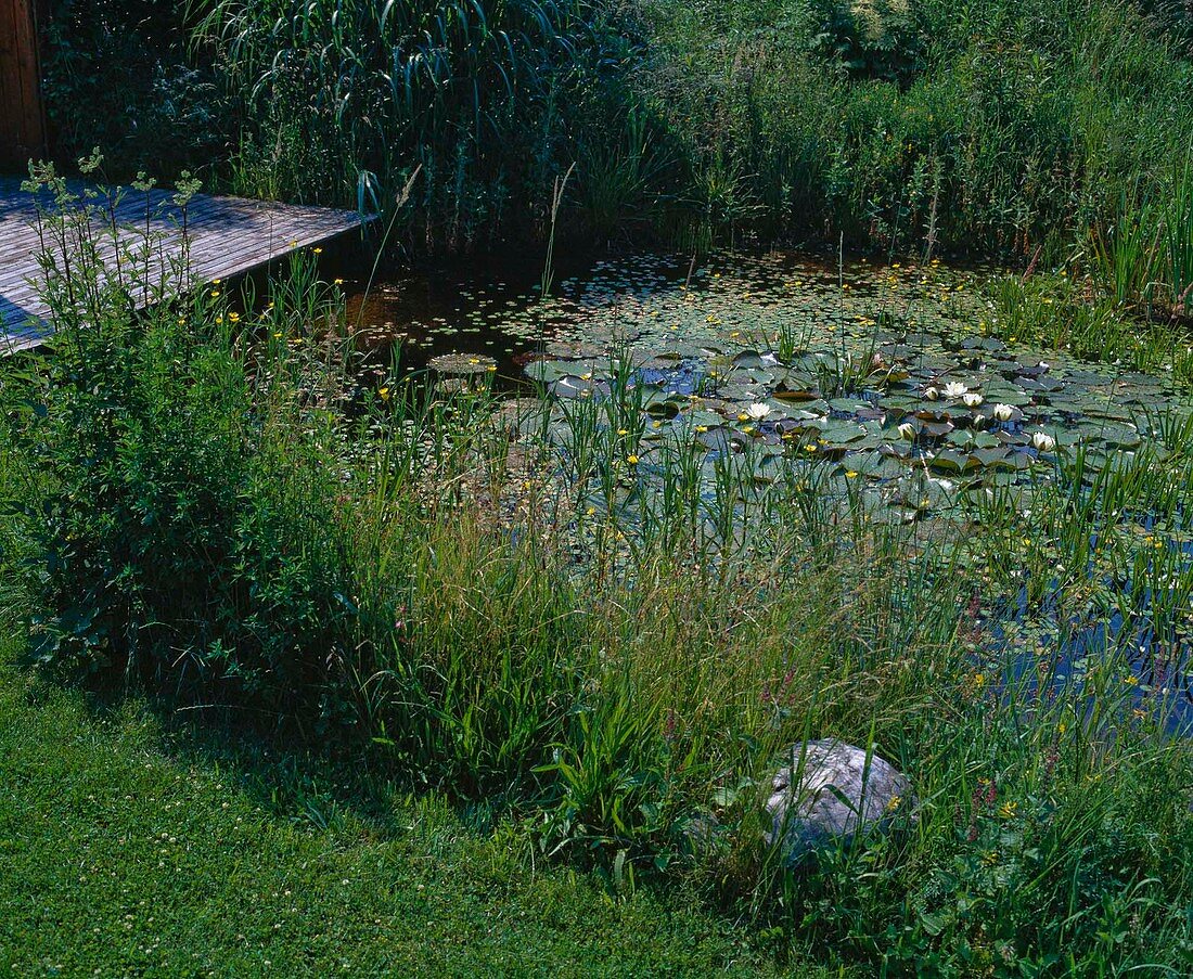 Natural pond