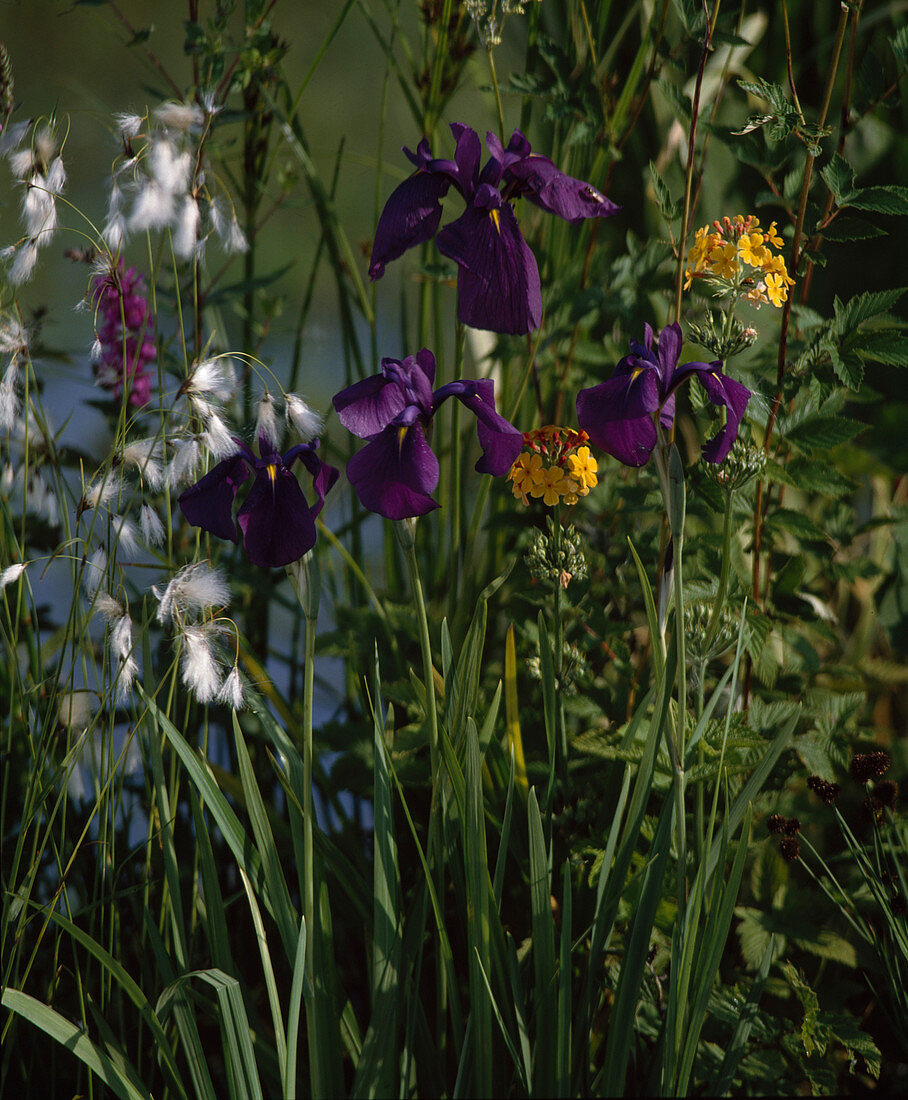 Iris,Eriophorum vaginatum, primula