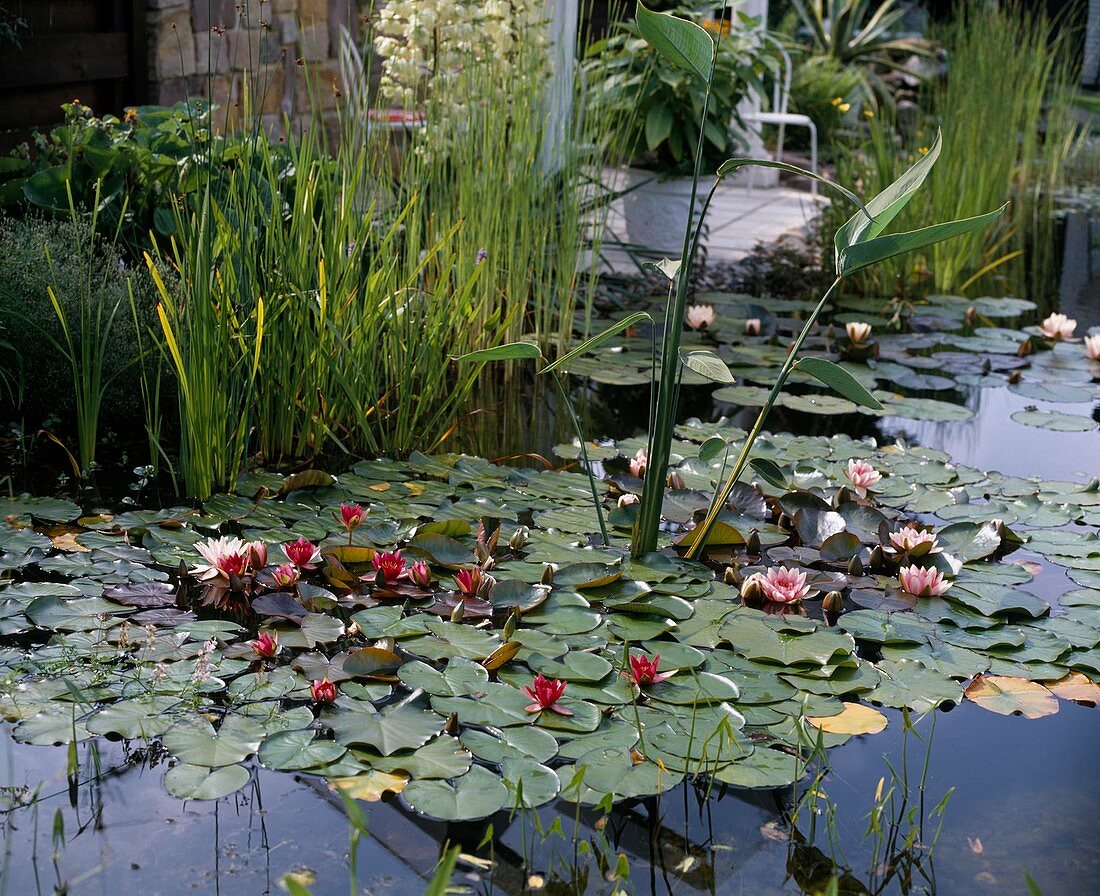 Pond with Thalia dealbata, Nymphaea