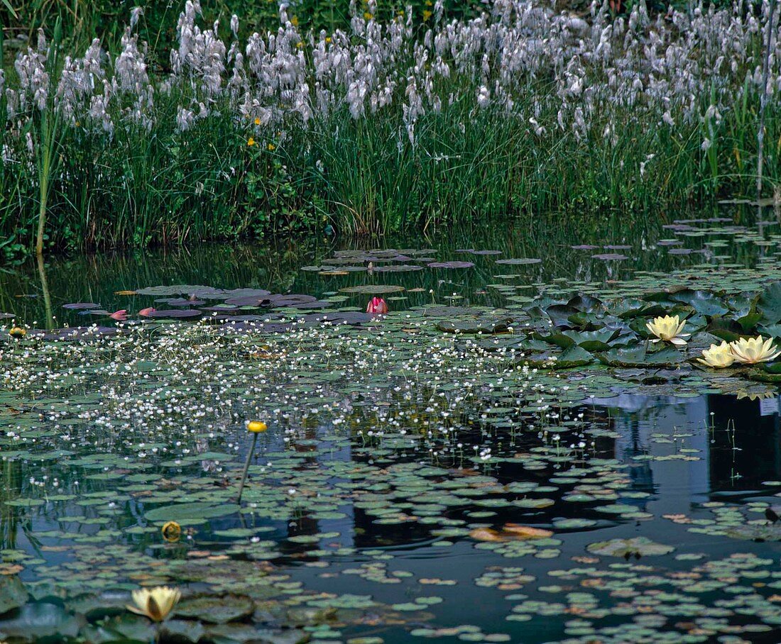 Ranunculus aquatilis, riparian area