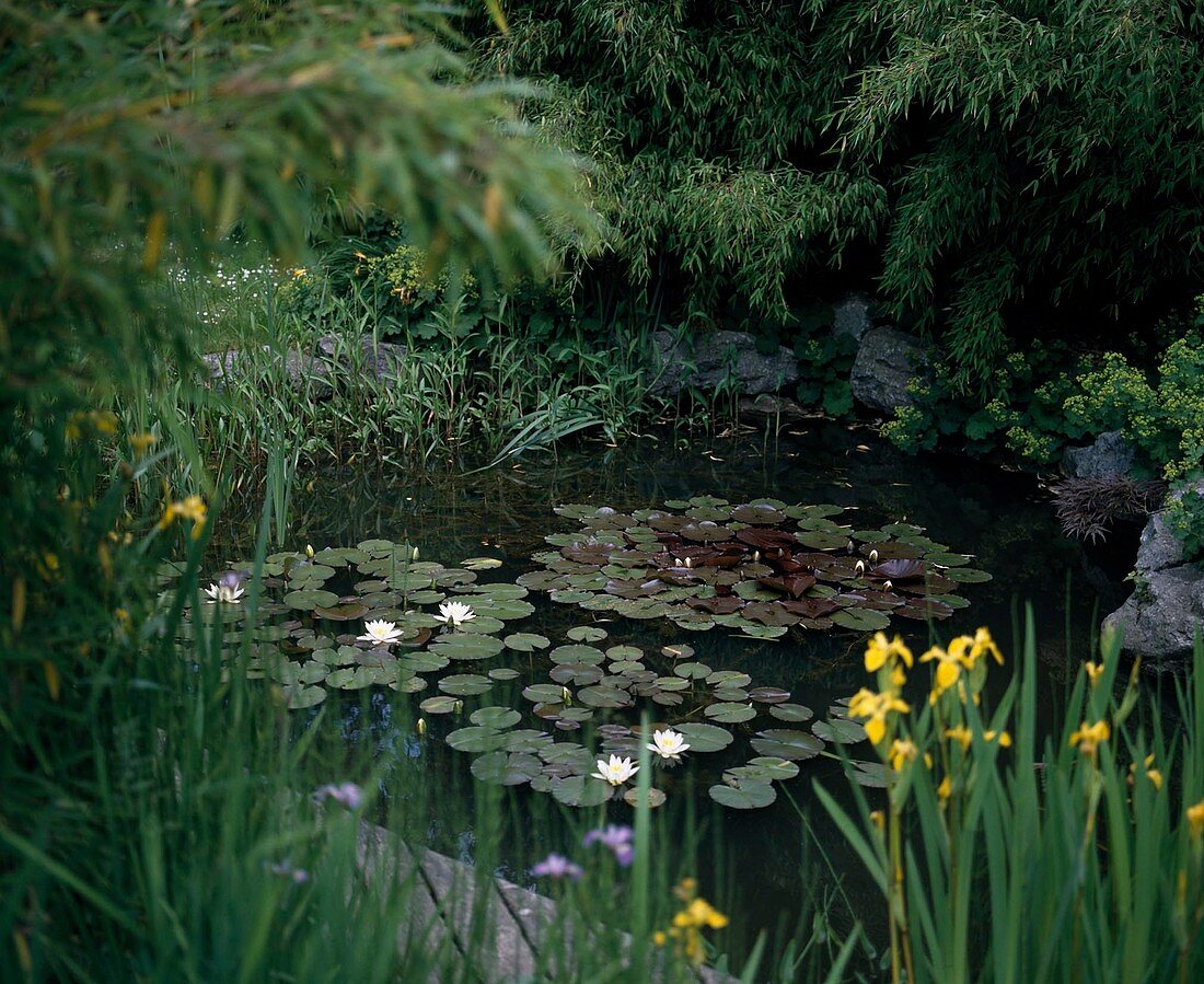 Sinarundinaria muriliae at the pond