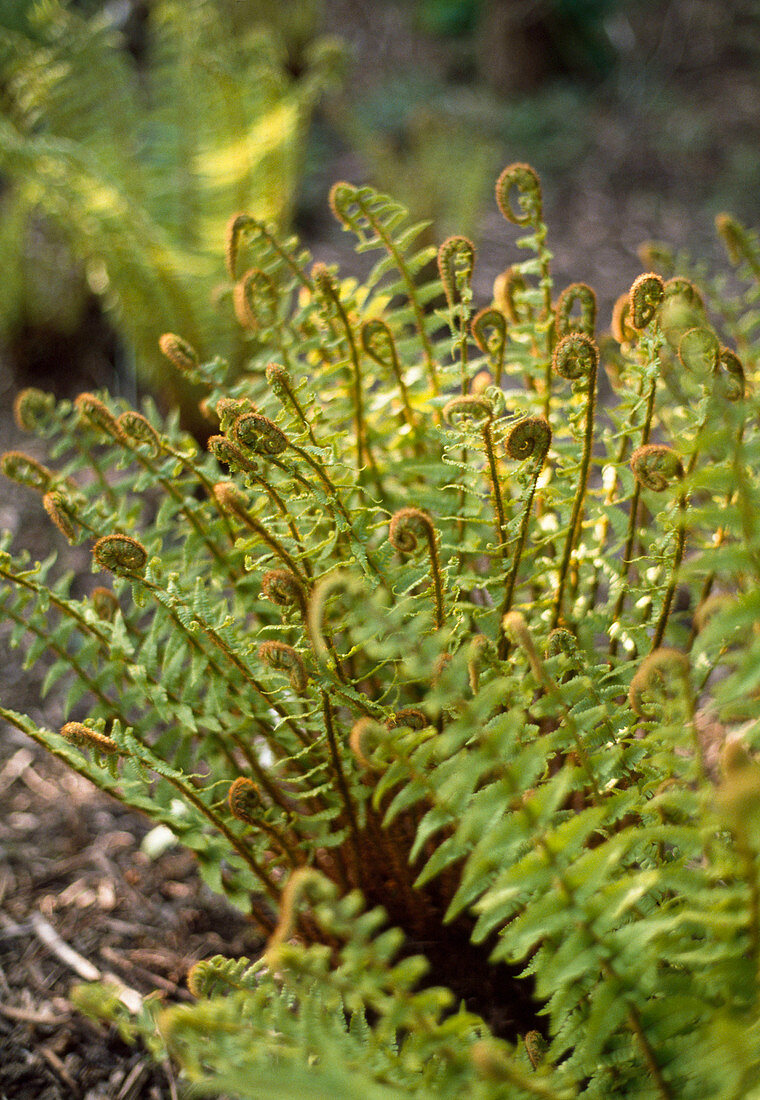 Dryopteris borreri