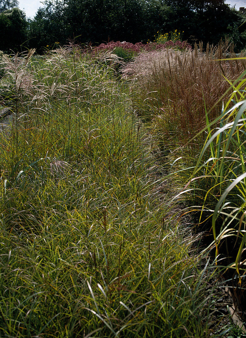 Path lined with grasses