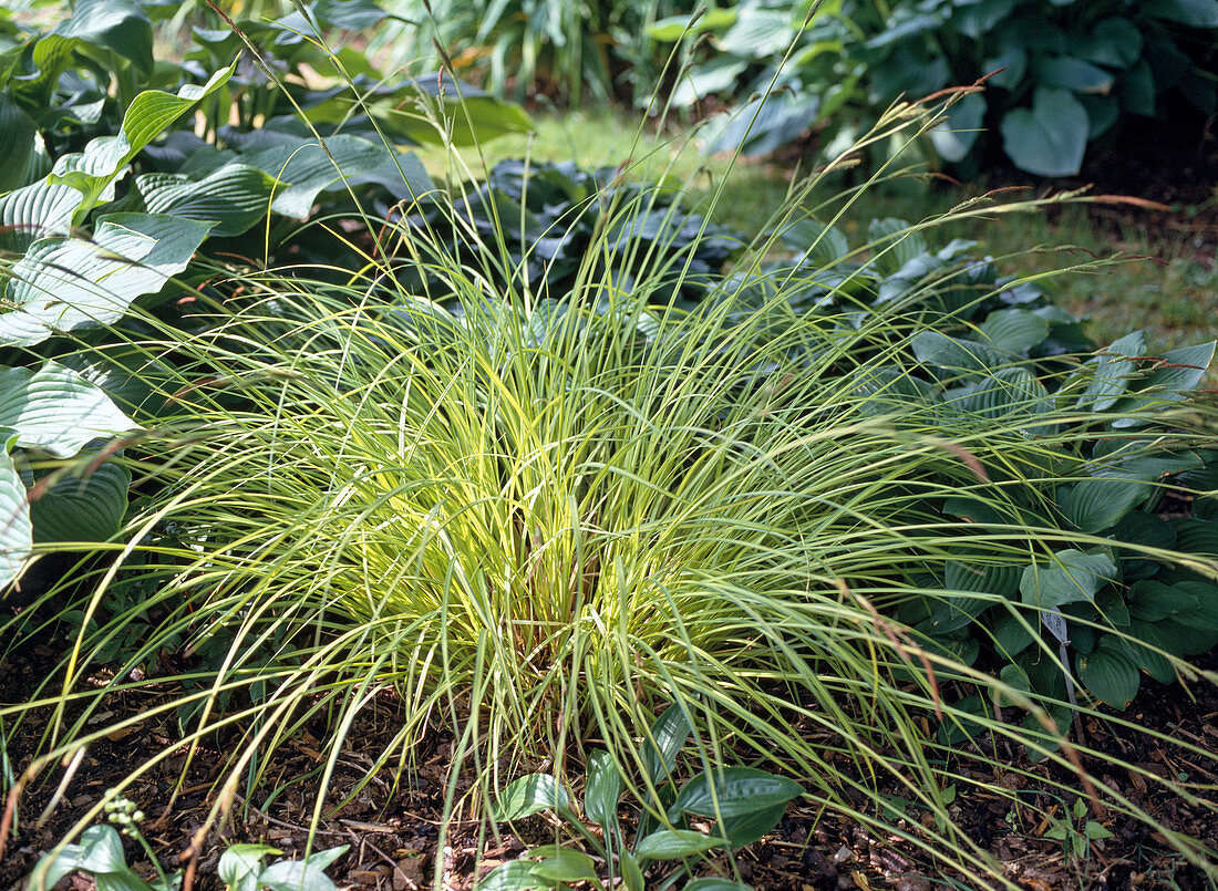 Carex elata 'Bowles Golden'