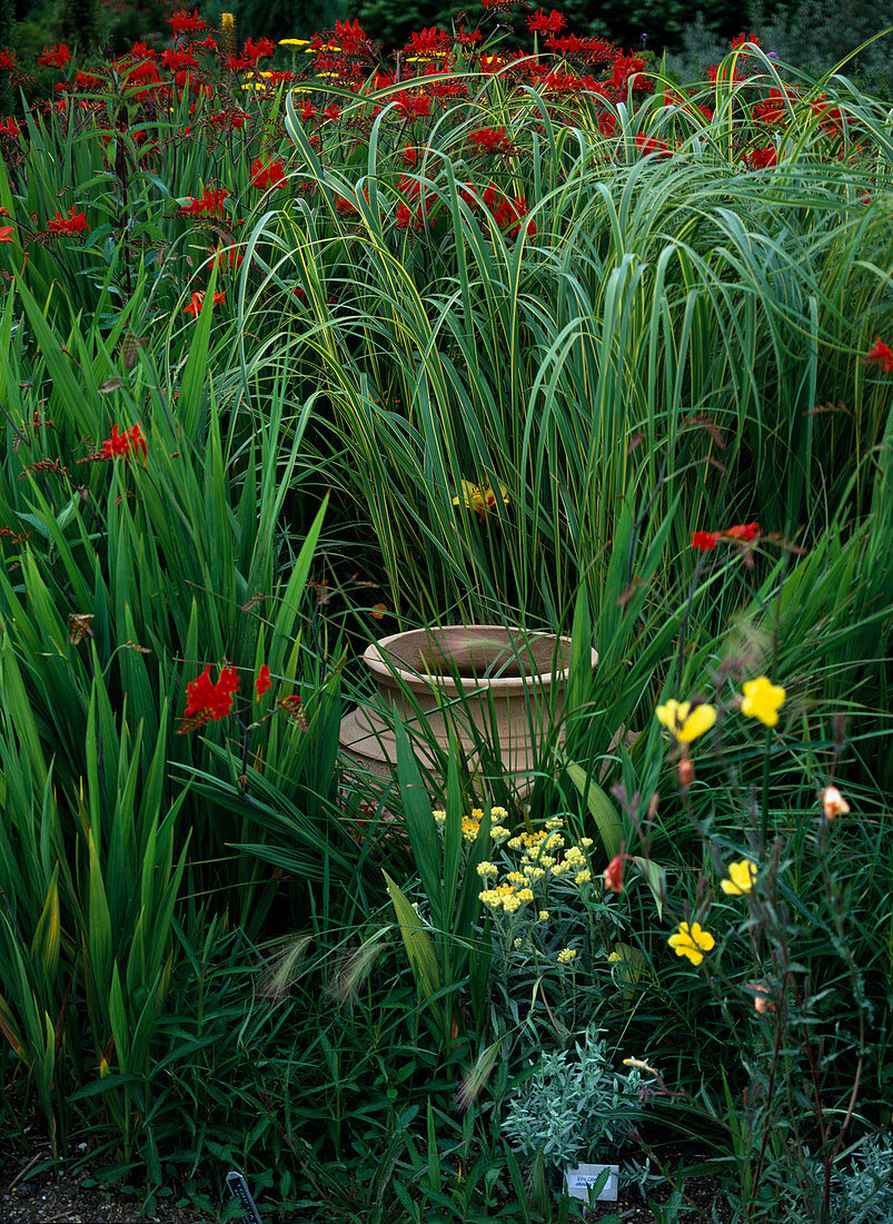 Spartina (Goldleistengras), Crocosmia (Montbretie)