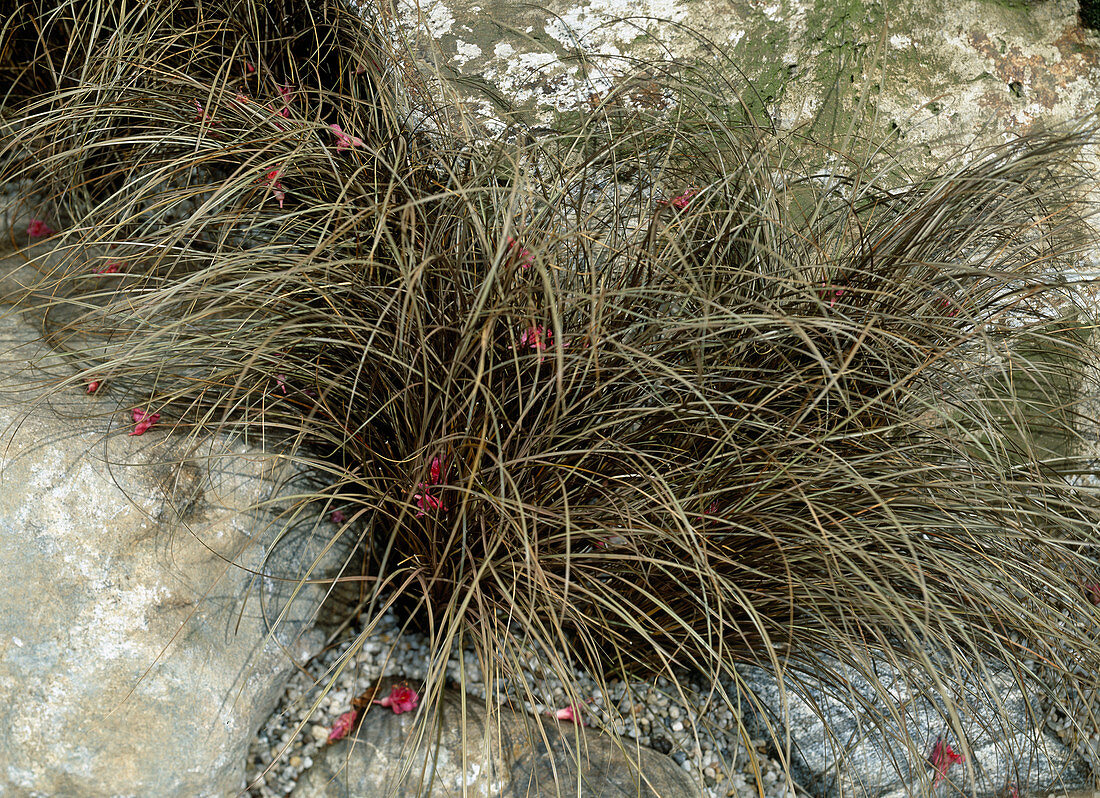 Carex buchananii (Red sedge)