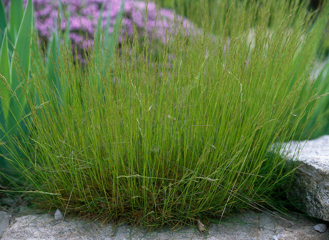 Festuca scoparia (bearskin fescue) in bloom