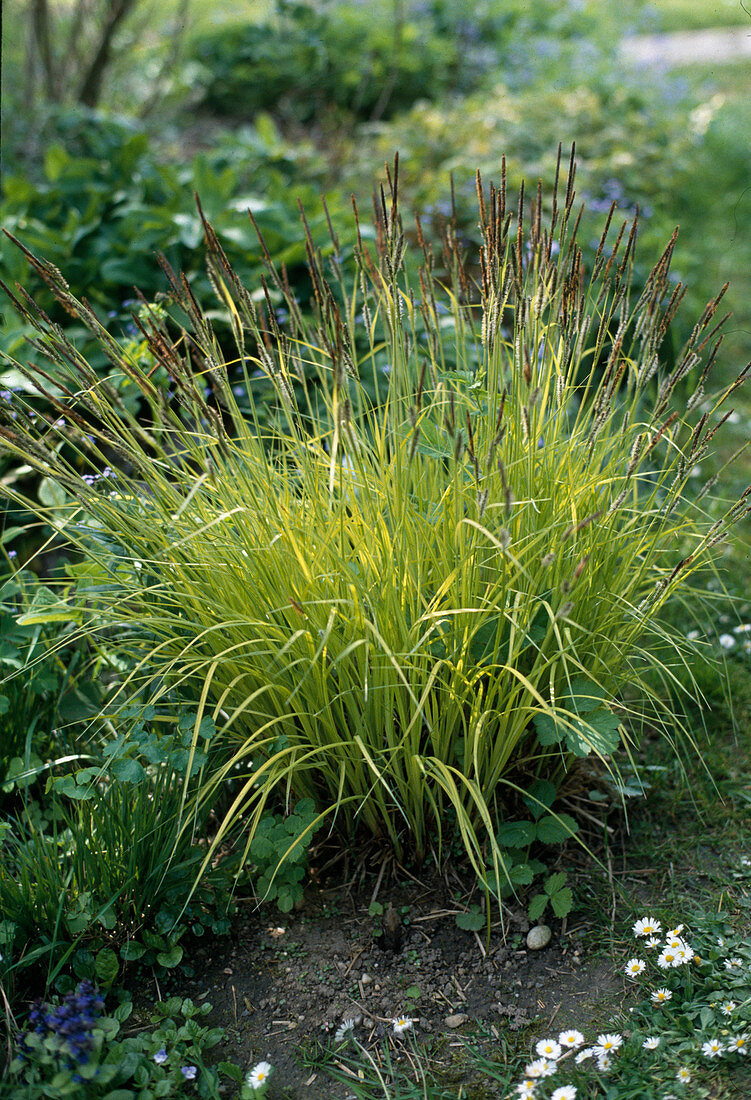 Carex elata